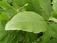 Tanaisie, Tanacetum balsamita (fam Composees) (Europe orientale, Asie occidentale) (2) (Photo F. Mrugala)